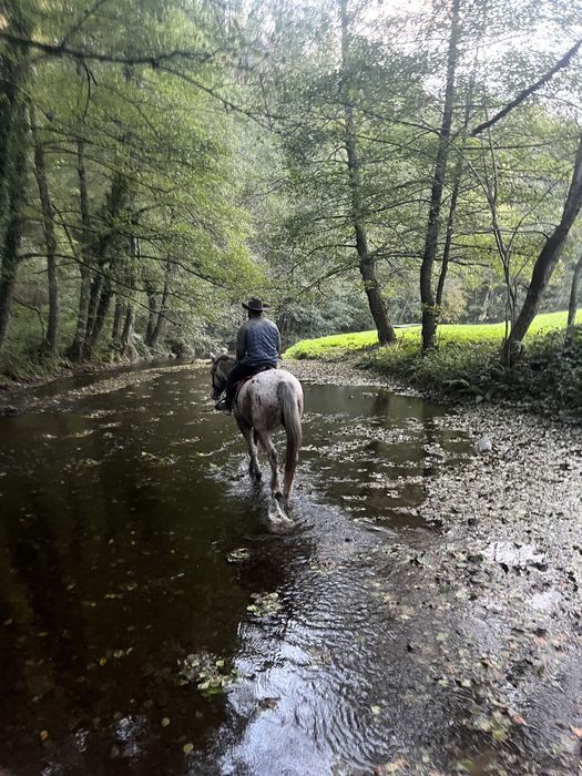 Cal de drumetie pentru oricine! Appaloosa iapa de calarie
