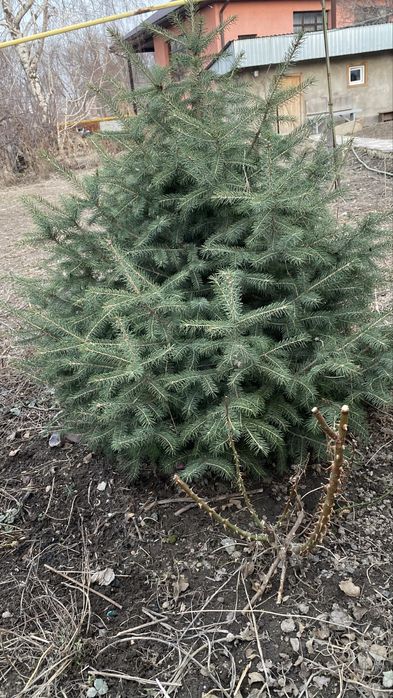 Продается красивая ёлка