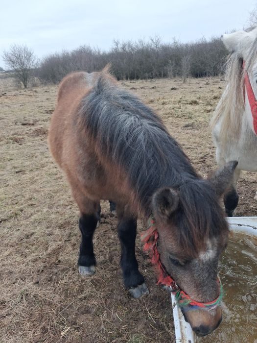 Vând mânz sau schimb cu animale