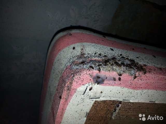 Двойная обработка в один день  добросовестно результат  Сергей (опыт).