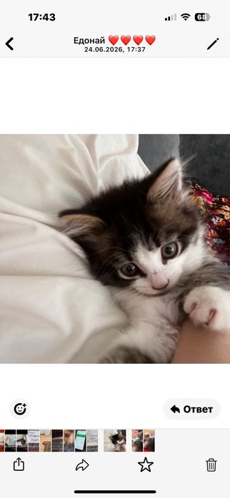 котята кошки кошки