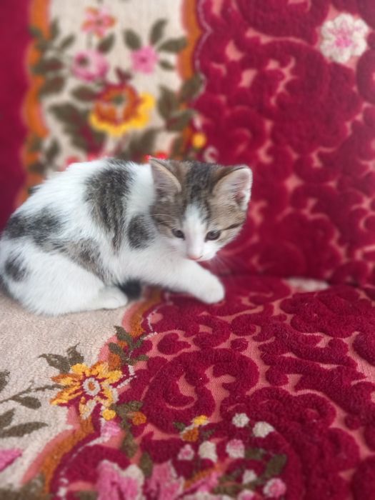 Adopție pisici (gratis)