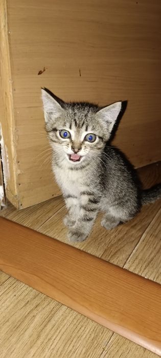 Отдадим котенка в добрые руки.