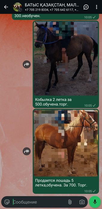 Продам всех лошадей