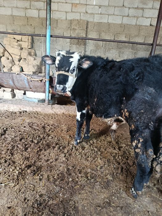 Еркек буқа сатылады