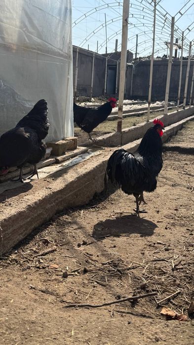 Tovuq xoʻroz tuxumlari avstraloʻp ruminiya 15000