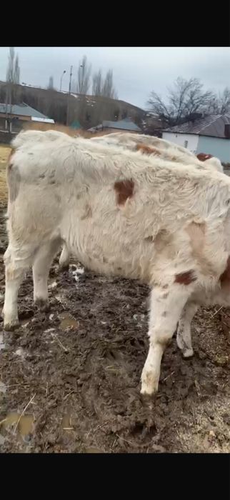 Таналар сатылады