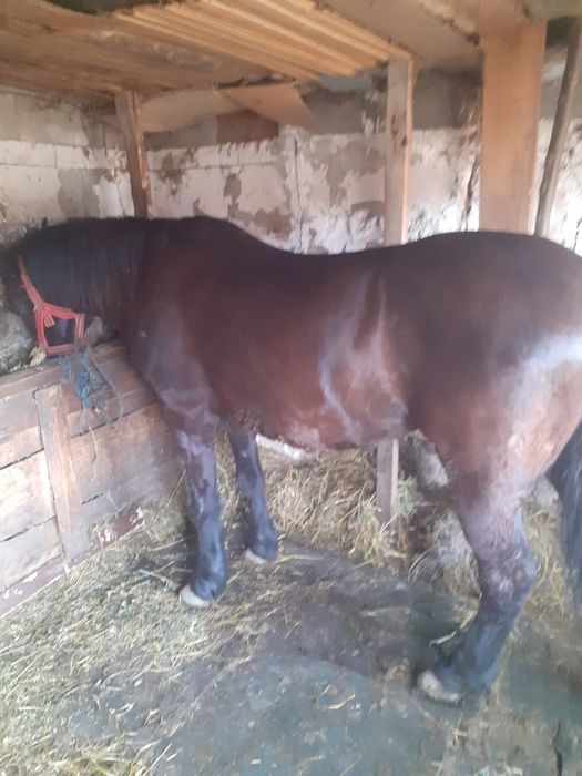 Vand iapa de vanzare