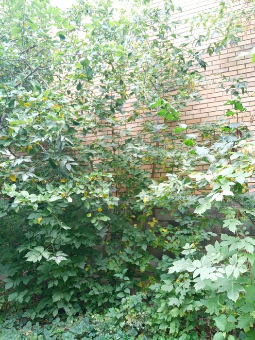 Взрослые деревья продам