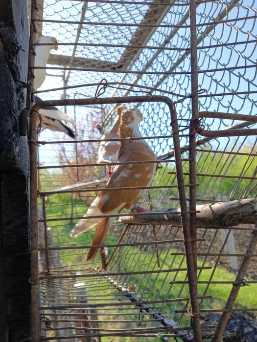 Porumbei ,jucători,și alte rase.