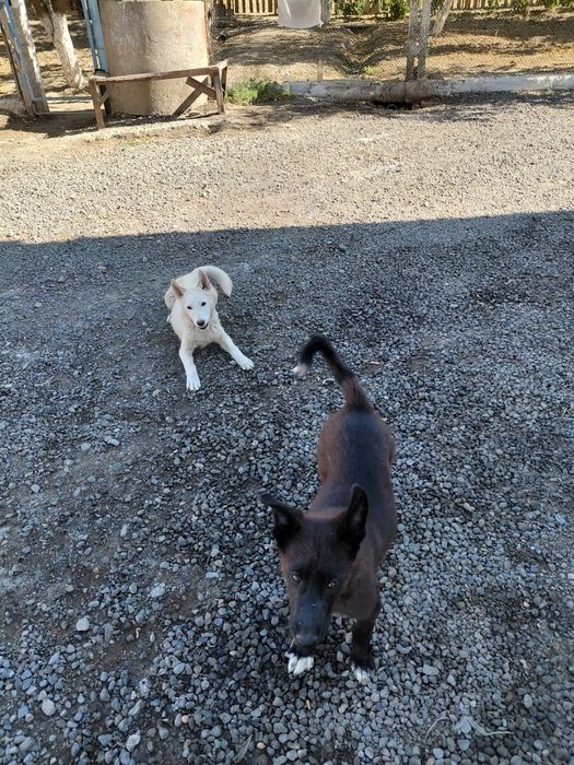 ПРОДАМ отличных щенков