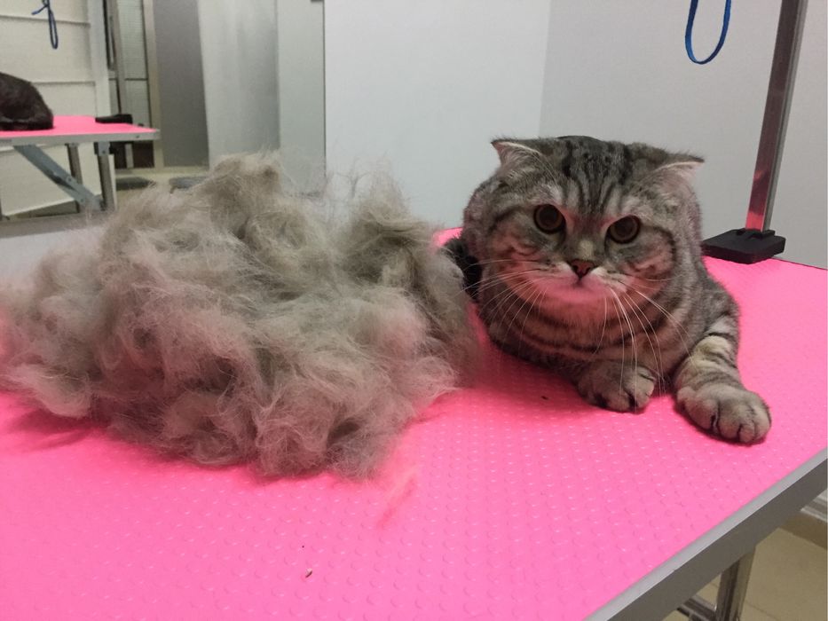 Экспресс-линька и профессиональное мытье кошек!