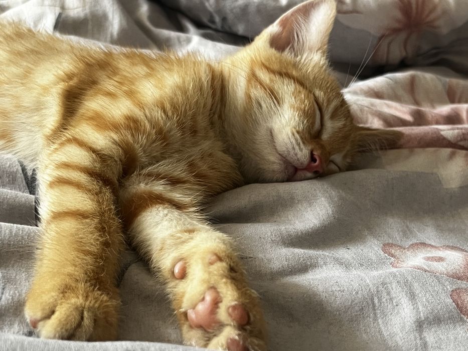 Бесплатно отдам котенка