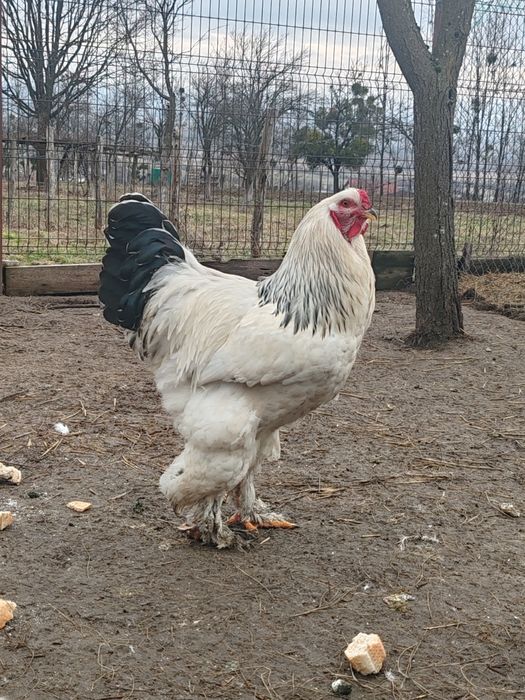 Oua Brahma, Wiandotte, Pita Pinta