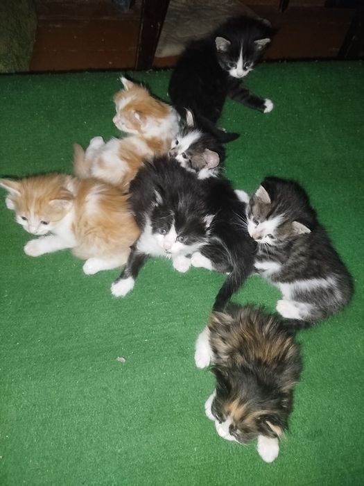 Отдам котят в хорошие руки