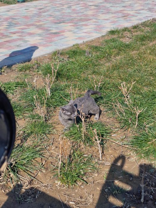 Манчкин мальчик Грей