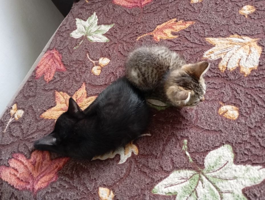 Отдам в добрые руки котят