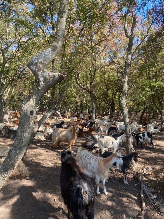 Vând capre bine intreținute