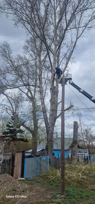 Спил деревьев спил дерева
