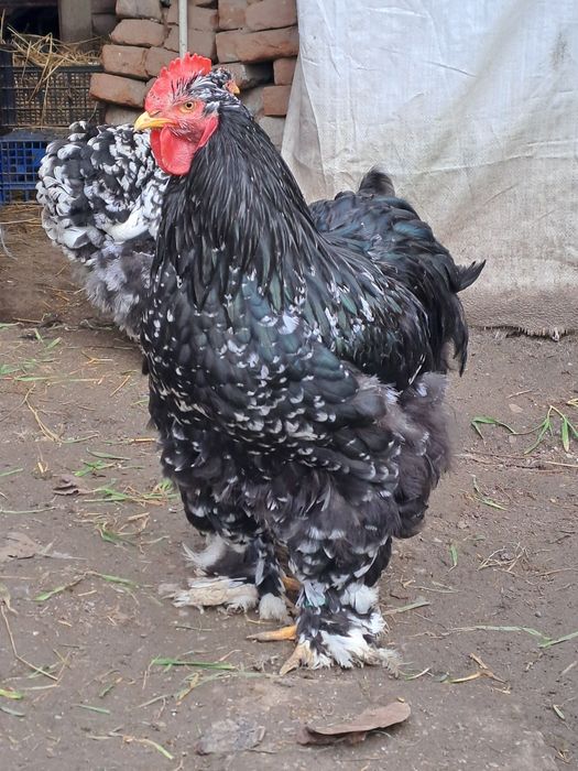 Vand cocoș cochinchina bobat 2025