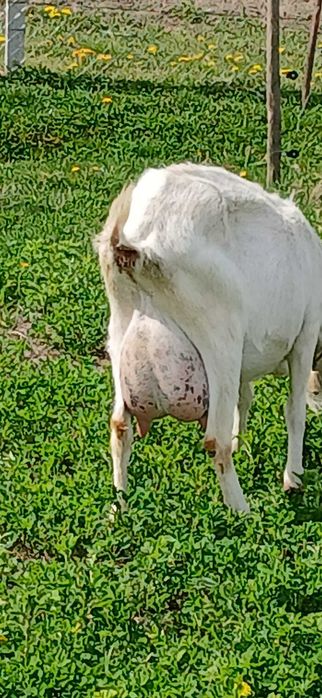 Vând trei ieduțe sannen tinere