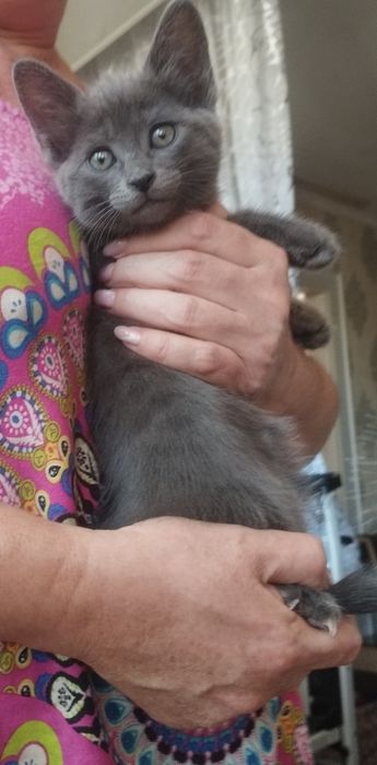 Котёнок в добрые руки бесплатно