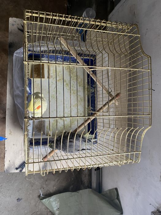 Продам попугая Корелла