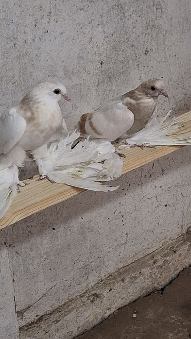 Голуби на продажу