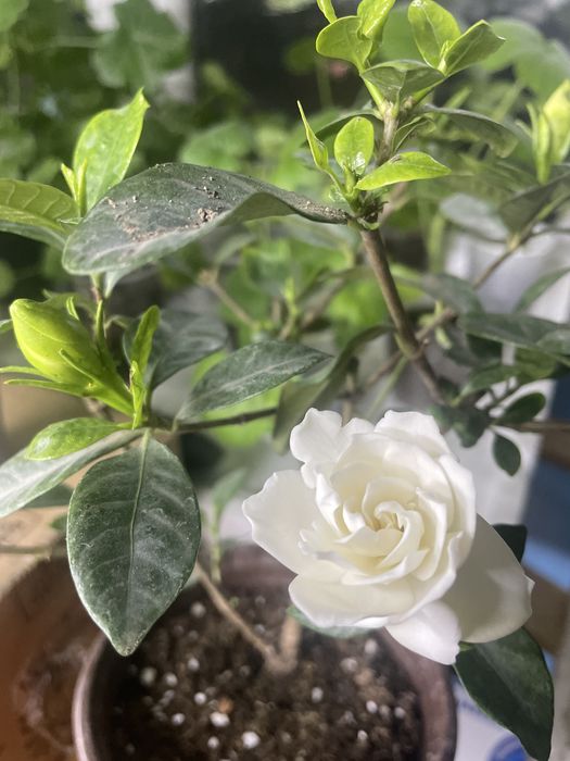 Комнатная роза ( гардения)