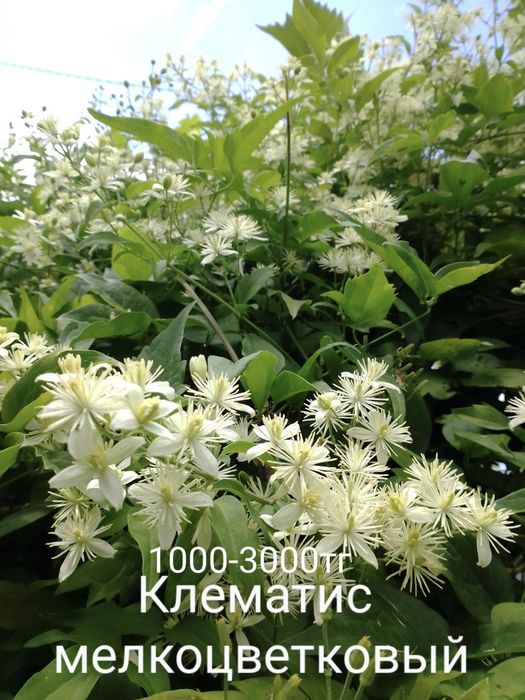 Лилейники хосты ирисы пионы гортензия клематис