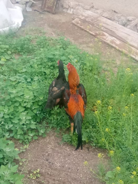 Дакан Дакан Дакан Дакан