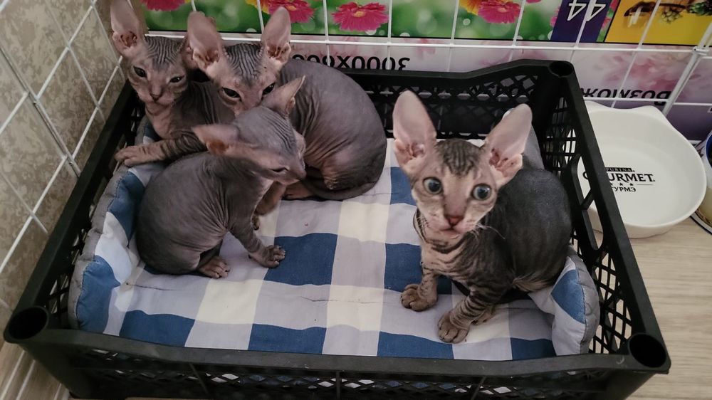 Чудесные Котята Донские Сфинксы.