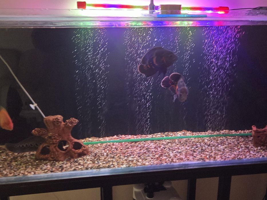 Akvarium baliqlari sotiladi.
