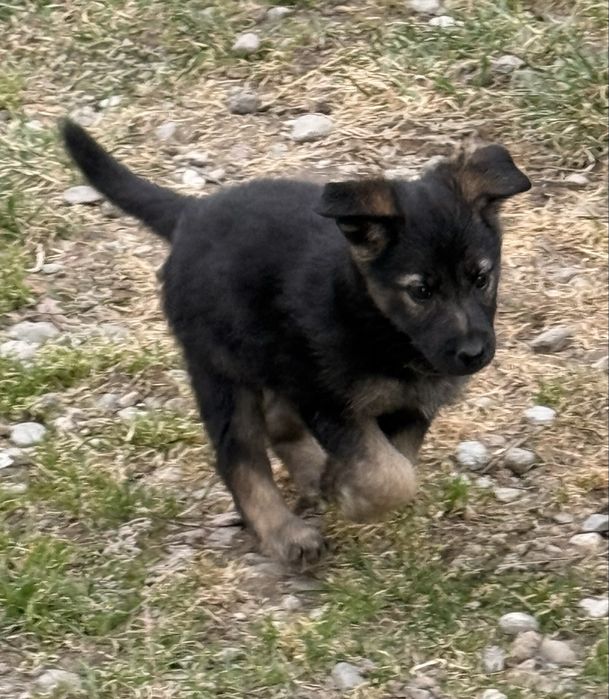 Căutăm familii pentru 4 cățelușe