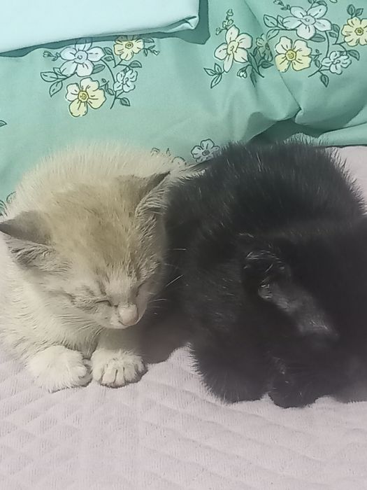 Отдам котят в добрые руки