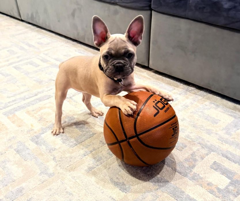 Французские бульдоги щенки