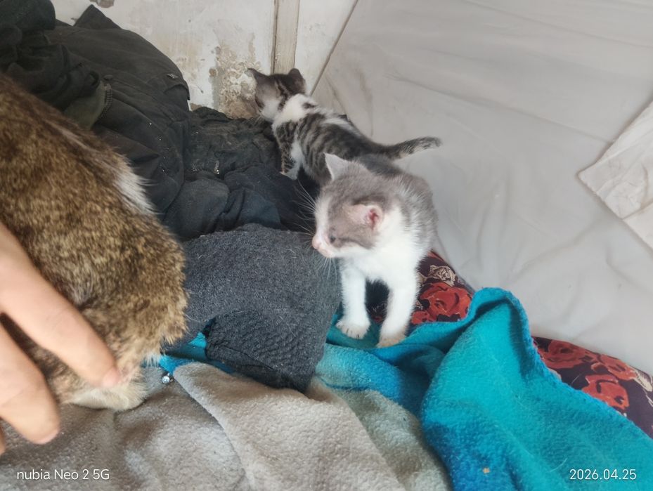 Котята даром или (тигры)