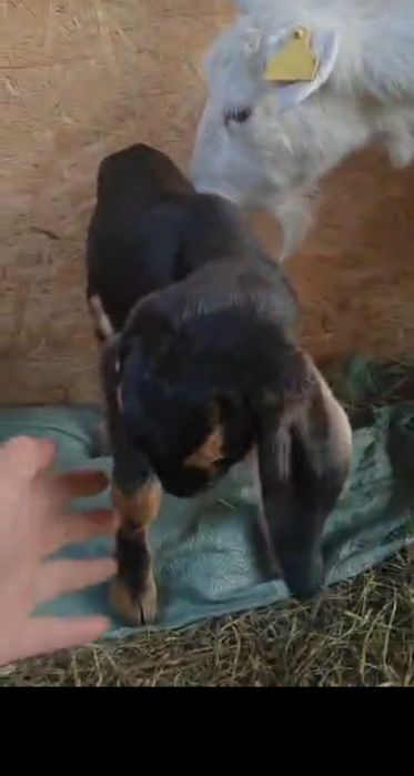 Козлик КамориЗаан