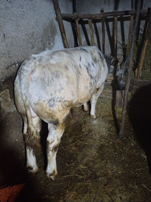 Taur de vânzare belgian