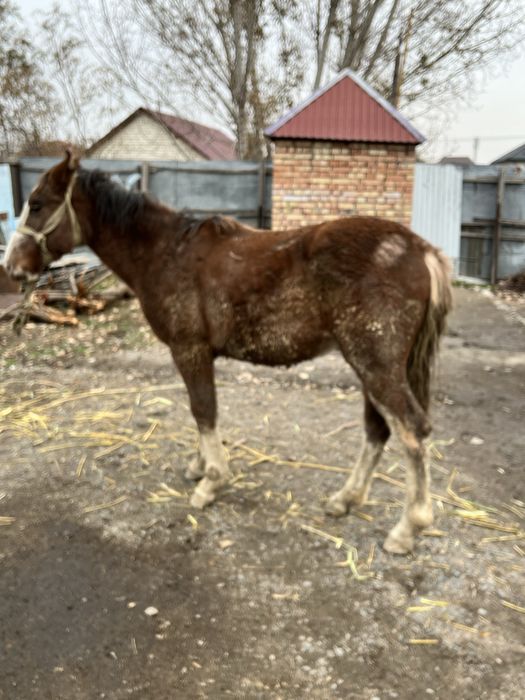 Продается Кунан