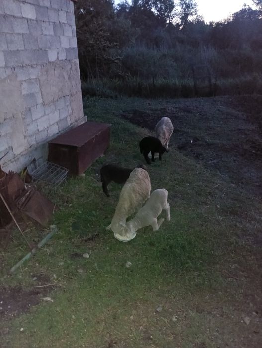 Қой тоқты сатылады
