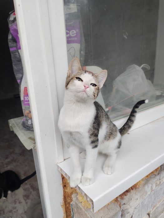 Отдам котенка в добрые руки