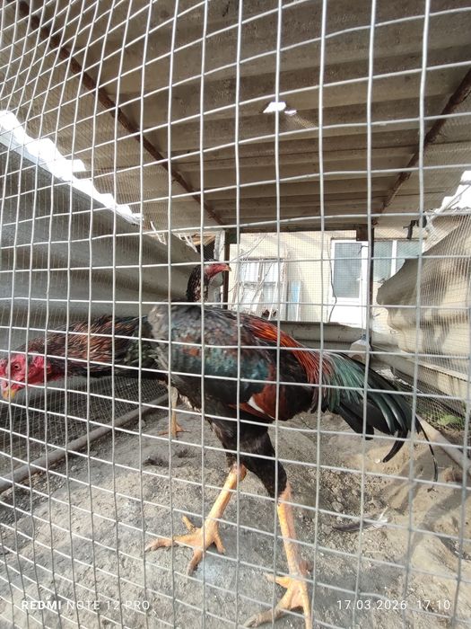 Куланги пара сотилади