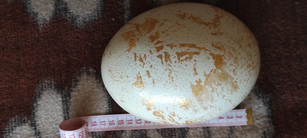 Позлатено Щраусово яйце