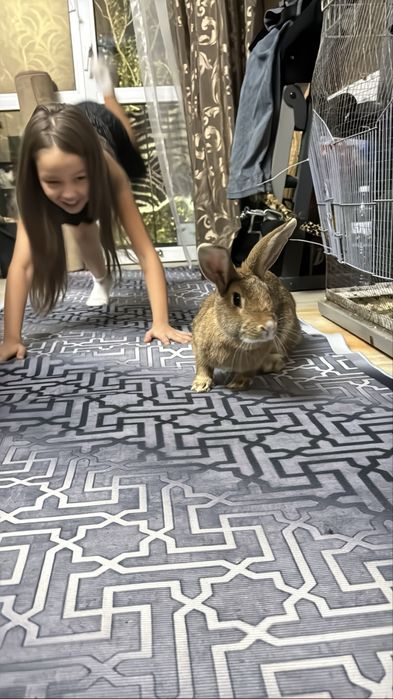 Продам красивого милого кролика