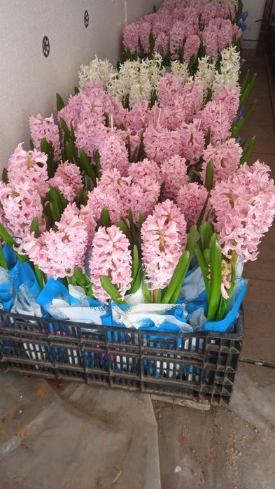 Гиацинты к 8 марта