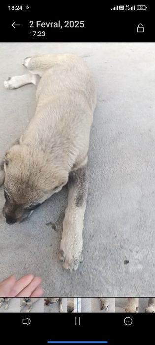 Alabay bolasi sotiladi