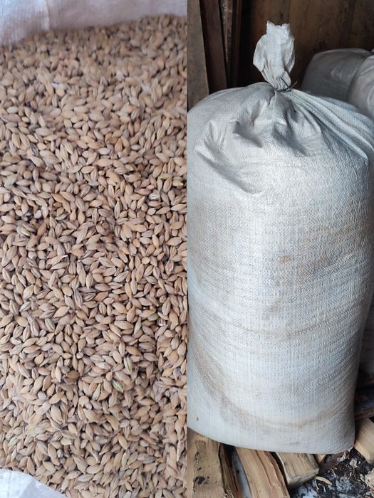 Продам  ячмень..