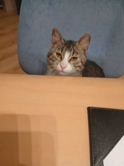 Озирис търси дом