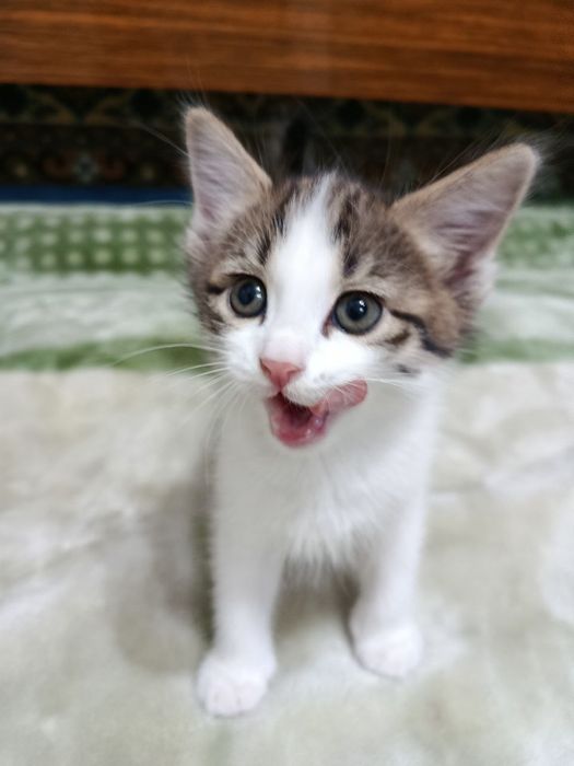 Котята 2 месяца.  Мальчики. Отдам даром. Домашние.